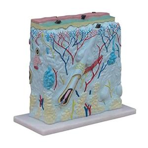 105 Times Enlarged Medical Educational Human Anatomy Skin Model For Students