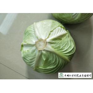 Natural Bright Green Flat Dutch Cabbage , Ball Cabbage Maintaining Enhancing