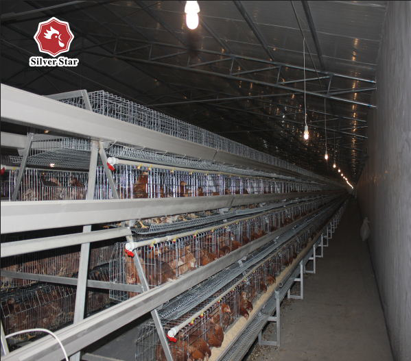 10000 Layers Battery Chicken Cage Automatic Drinking