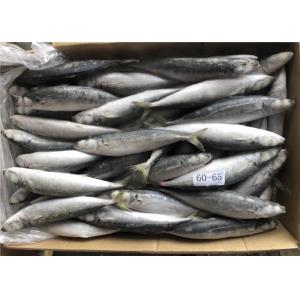 China Sea Decaptromateus Macrosoma 60g 65g Frozen Fishing Bait on sale