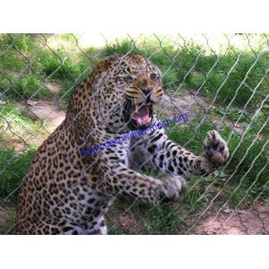 LEOPARD ENCLOSURE MESH