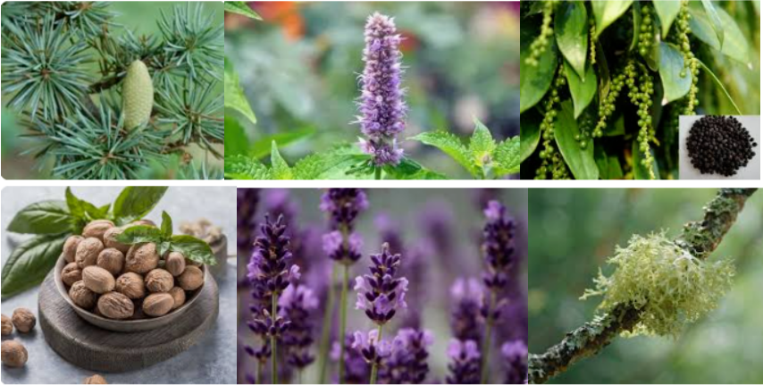 Classic Men's Fragrance Essence For Diffuser Reed Sticks Scented Candles With Free Sample