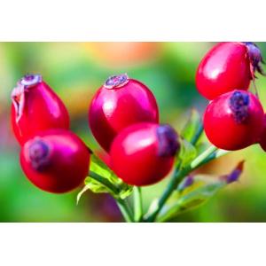 Wholesale fructus rosae extract polyphenols 5%-50% rosehip extract -Rosa canina from china suppliers